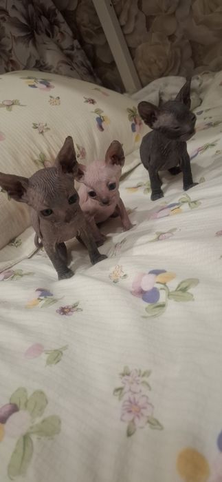 Голорожденные котята сфинкса
