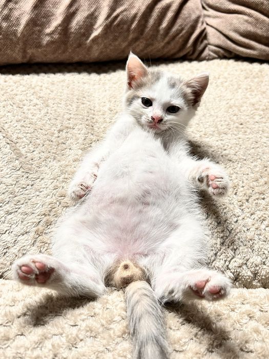 Котенок мальчик .