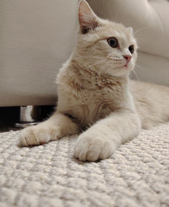 Срочно отдам котика