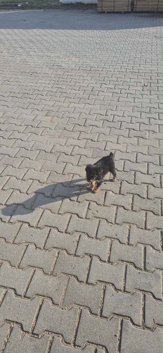 Подаряват се малки кученца