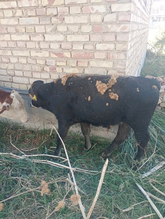 Продам Бычков хороших