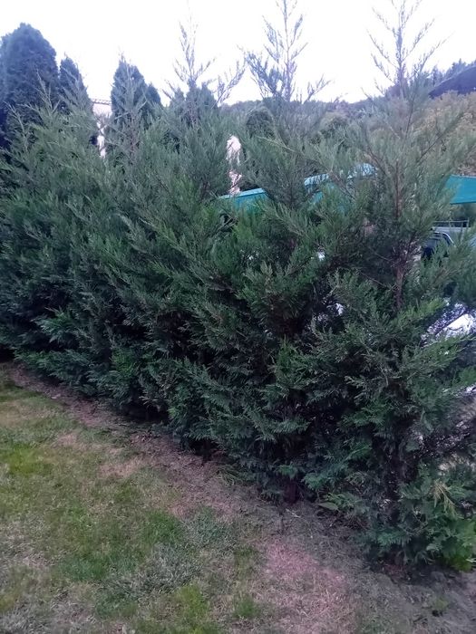 Chiparos leylandii la ghiveci sau la balot