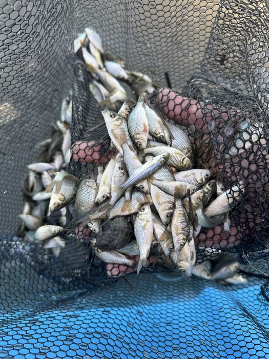 Продается малек карповых