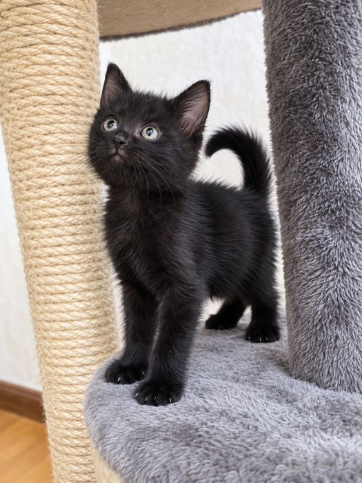 Отдаём котёнка мальчик 1,5 мес.