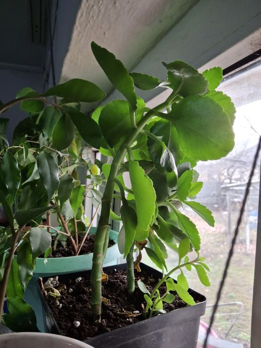 Комнатные цветы распродажа!