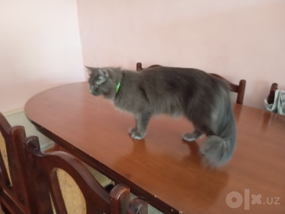 Продаются котята Мейнкун.