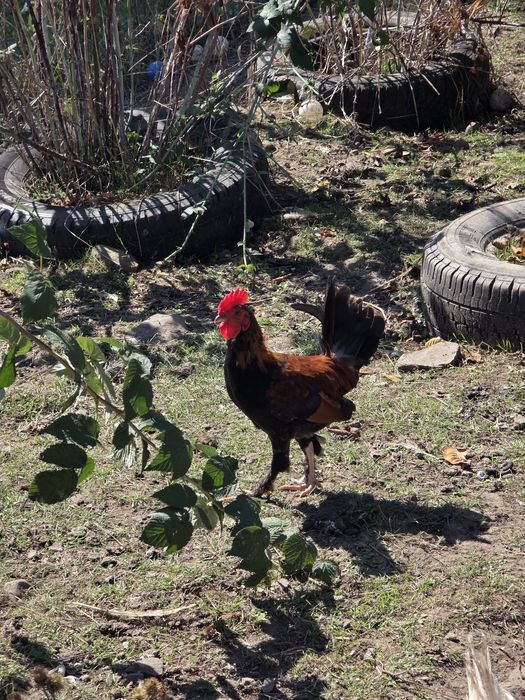 Cocos american  pitici