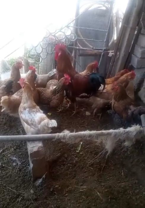 Тауықтар  тауықтар тауықтар