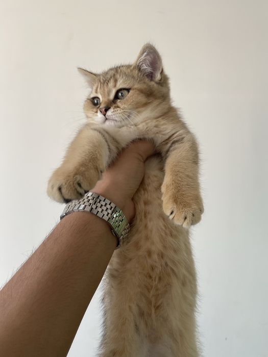 Бритиш шиншила сотилади