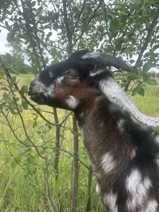 Tap si Iada Anglonubiana!