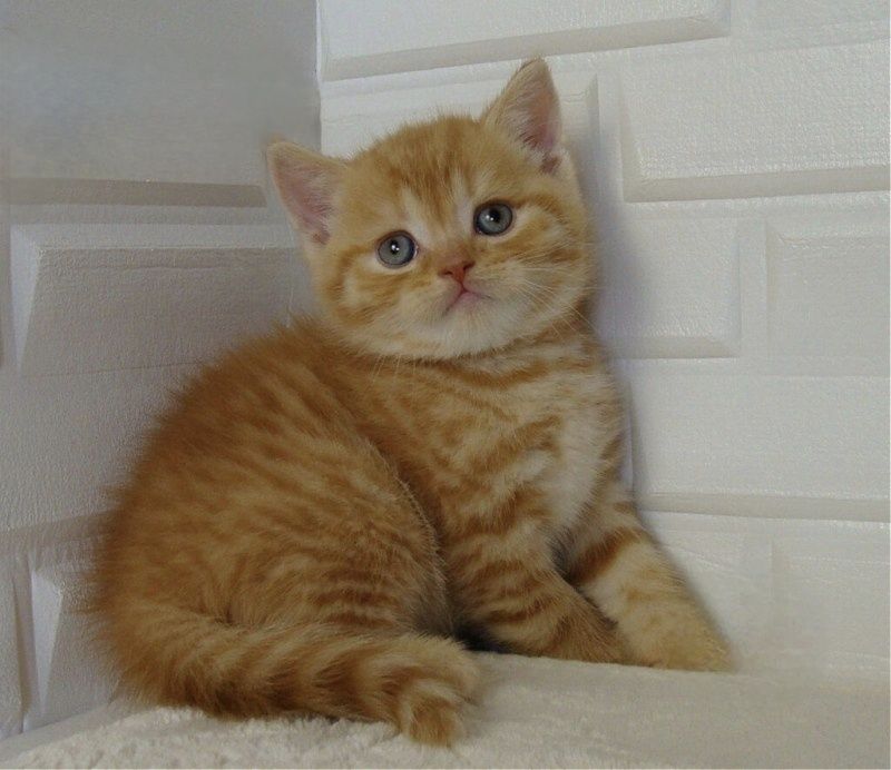 Британские котята