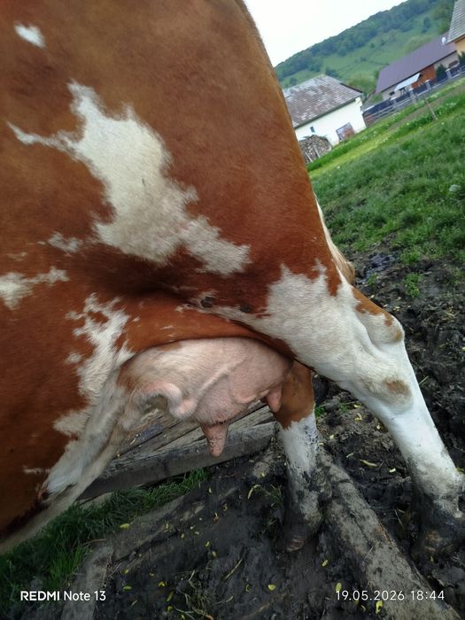 Vând vaca bălțată românesca de 9 ani