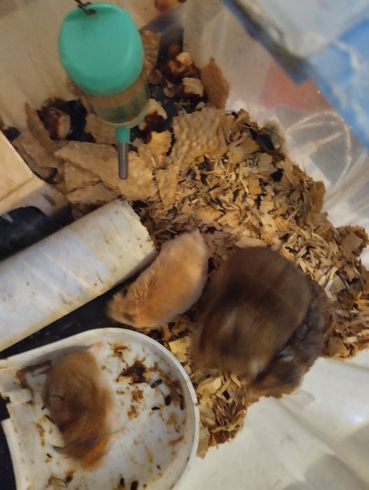 Продаем Сирийских хомяков.