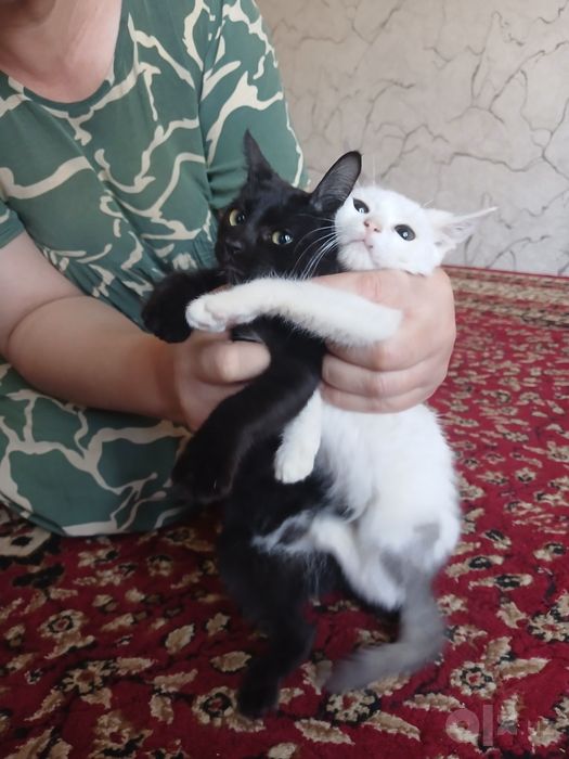 Кошки за 100 сум