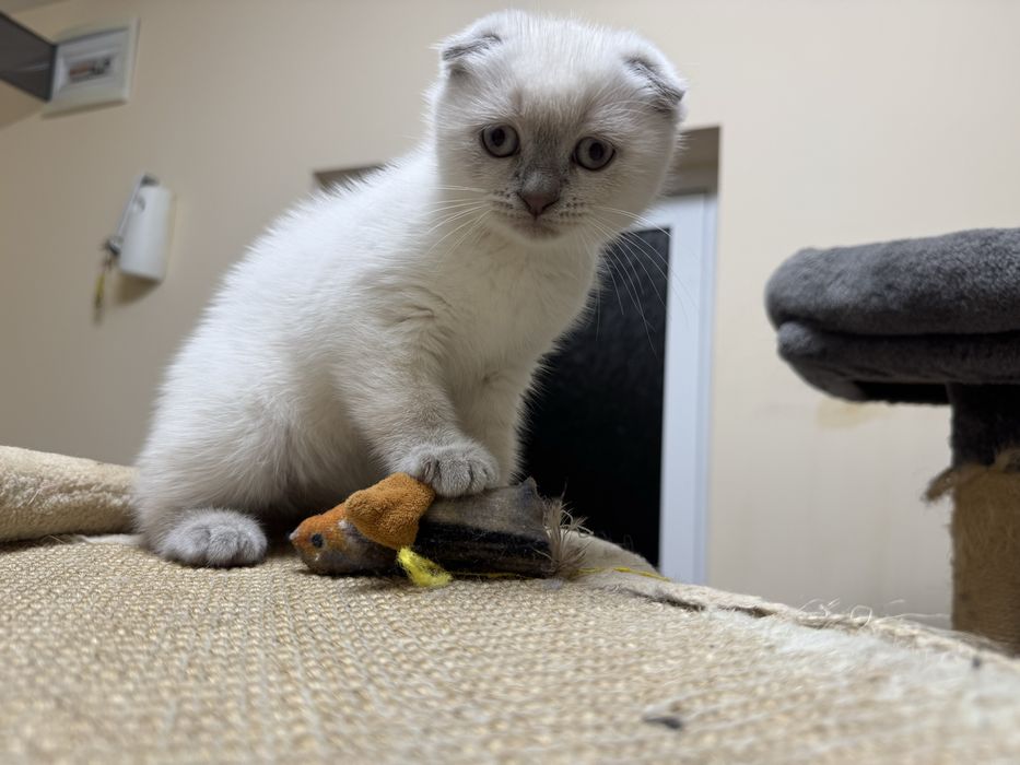 Шотландски късокосмести котки