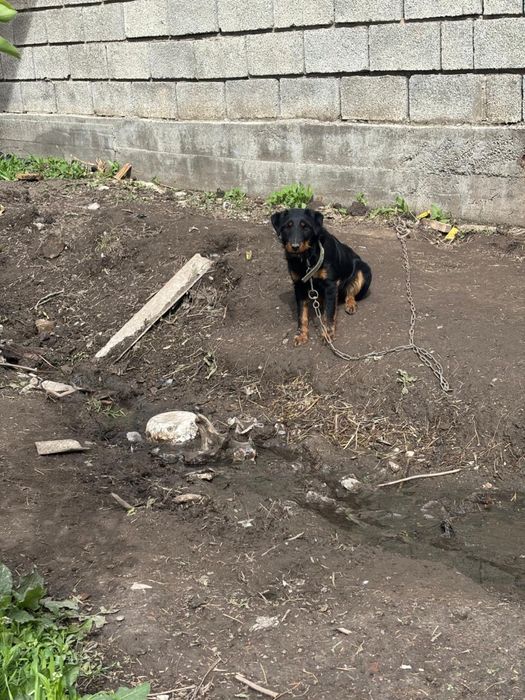 Ягтерер ургашы .