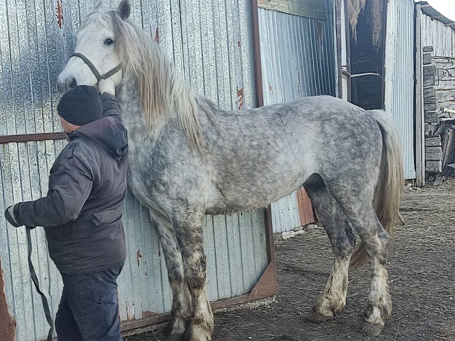 Жеребец полукровный, смесь с першеронном