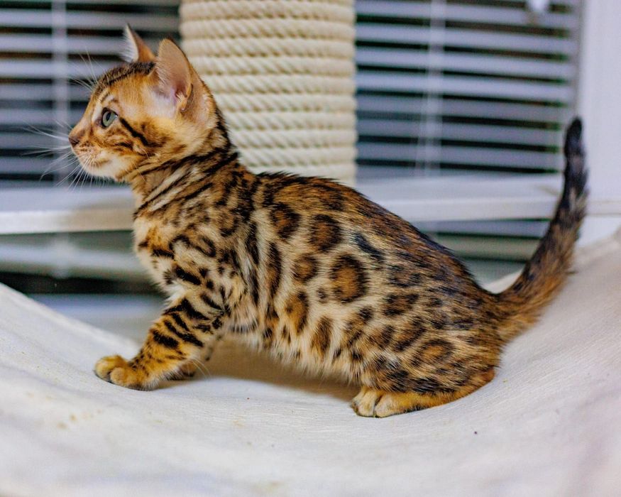 Бенгальские клубные котята