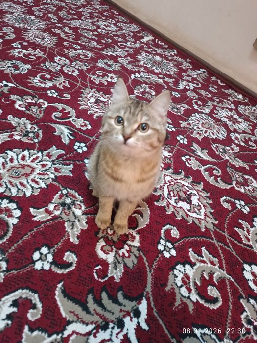 Ажойиб мушукча уйинкарок хадияга