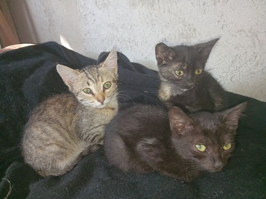 Spre adoptie 3 pisici mici . Gratuit . Mananca singuri .Sunt cuminti