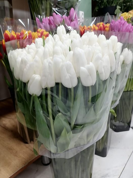 Тюльпаны Оптом и В розницу