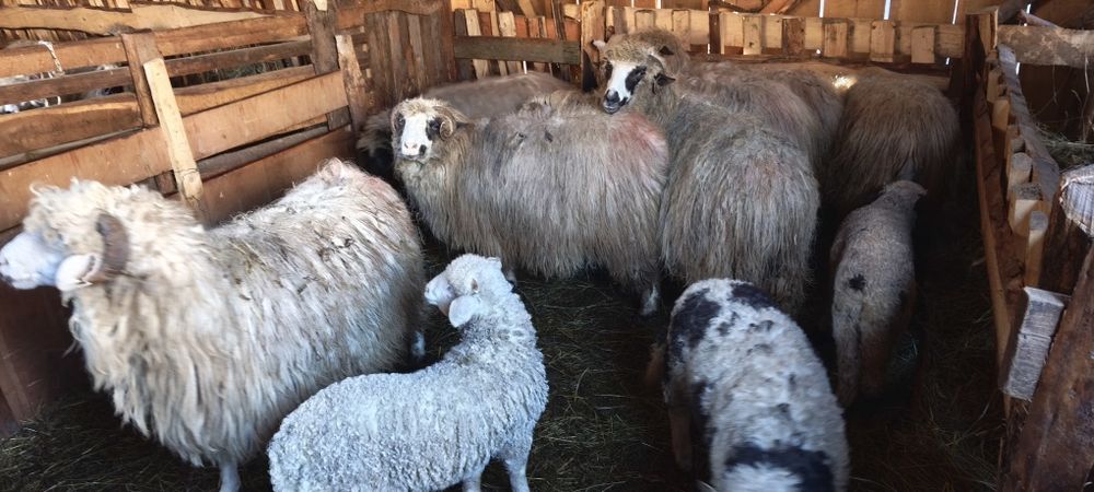 Vănd oi cu mieii!!!