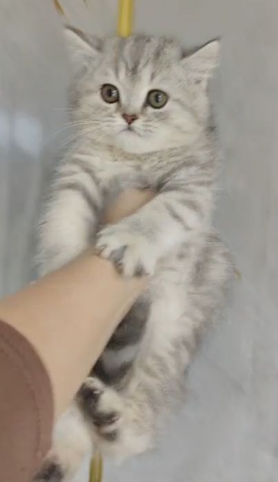 Мраморные Котята Британцы