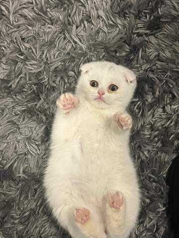 Skottish fold  скоттиш фолд narxi bulishi