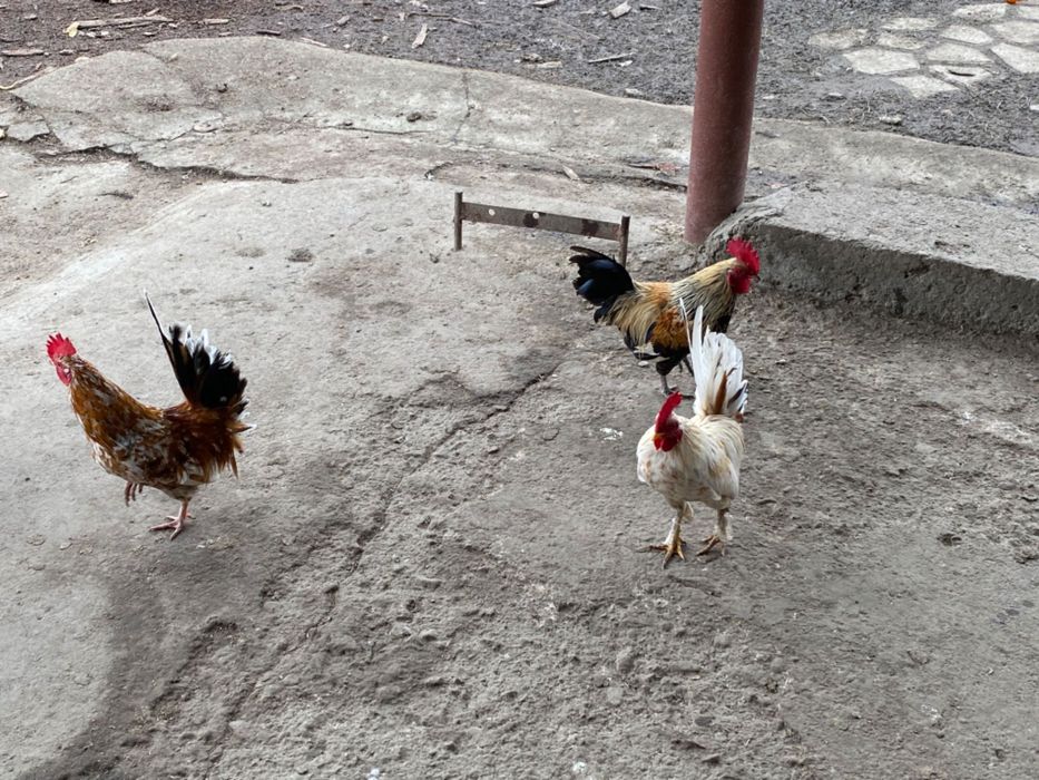 Schimb cocoșei cu fazani