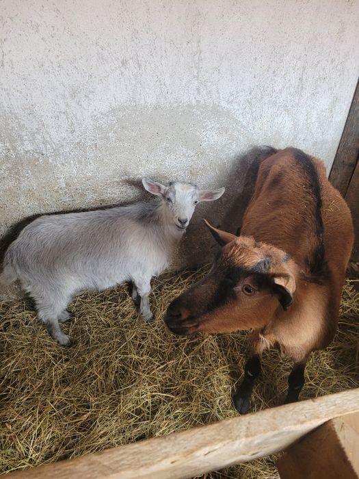Vând capra alpin francez cu o iedita sau fără!