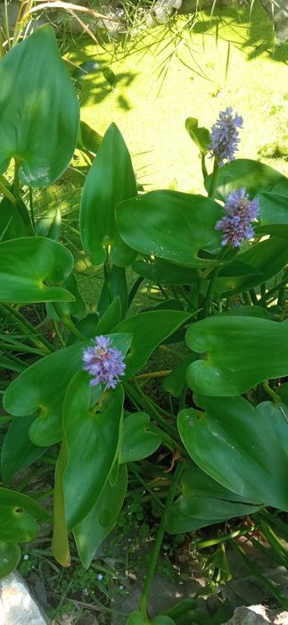 Воден зюмбюл лилаво син 5.50лв.бр.