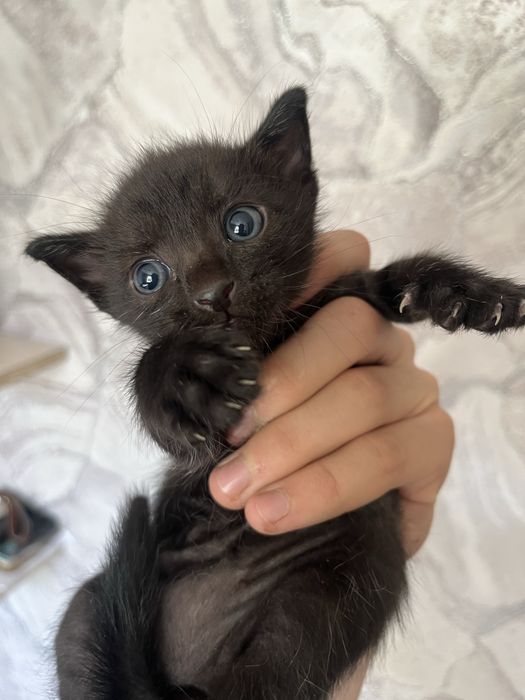 отдаю котят бесплатно