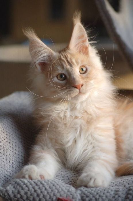 ПЕРСИКОВЫЙ КОТИК ! Мейн- кун - Крем