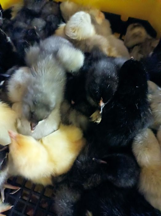 Pui de austrolorp și brahma și oua