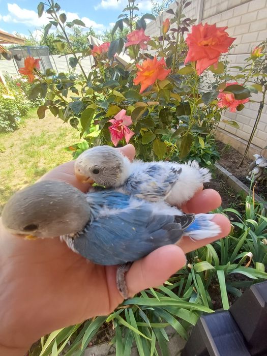 Agapornis blanzi , crescuti la mana