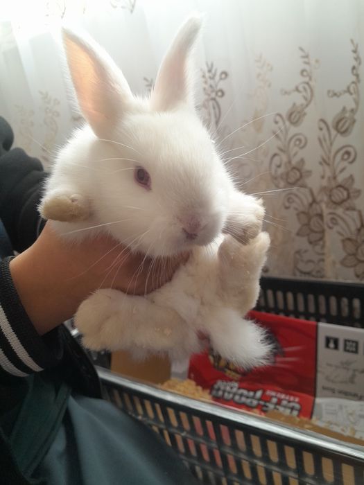 Продаётся декоративная кролик