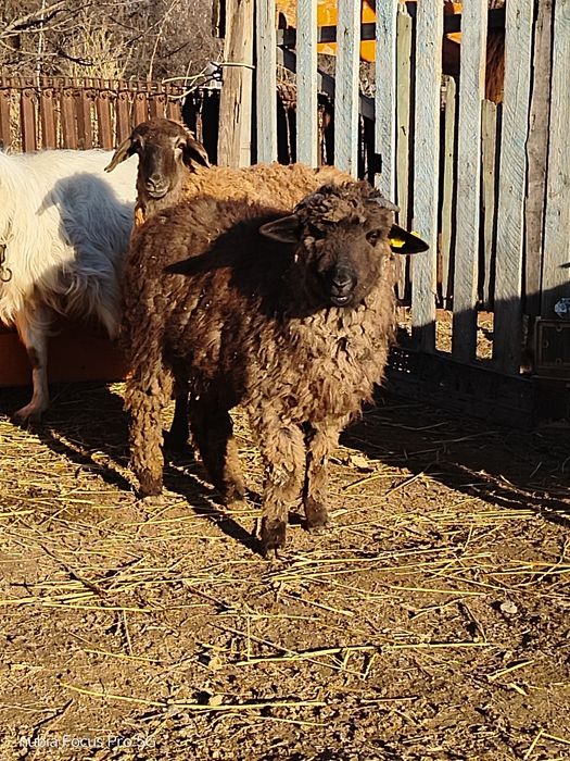 Токты сатылады откорм токтылар