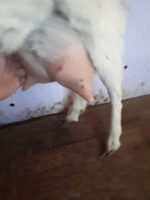 Заенские козы