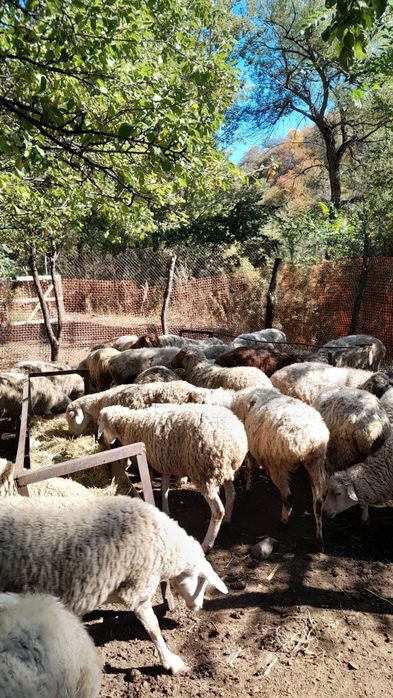 Саулық қойлар. Овцематки