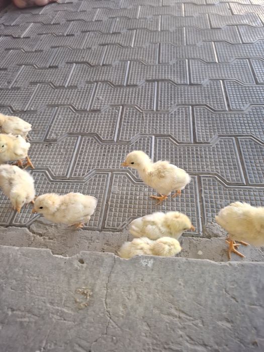 20 25kunlik jojalar soglom