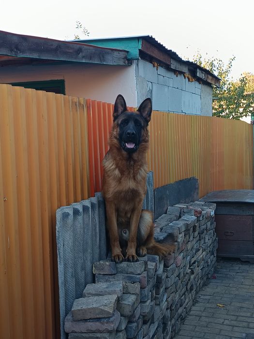 Вязка кобель немец