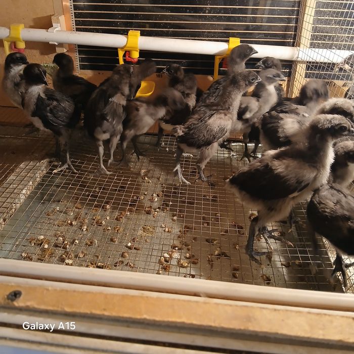 Ухейилюй (ухейли)-(Uheilyu)-(uxeyli) жужалари сотилади.