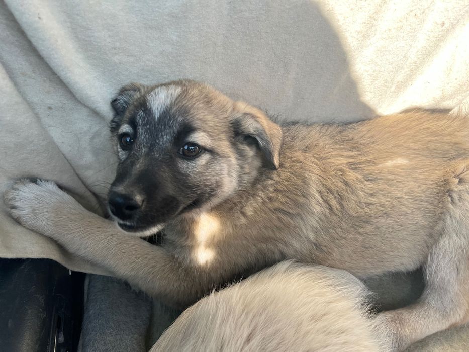 Отдам щенков в хорошие руки