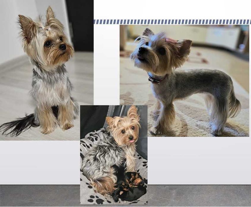 Yorkshire Terrier