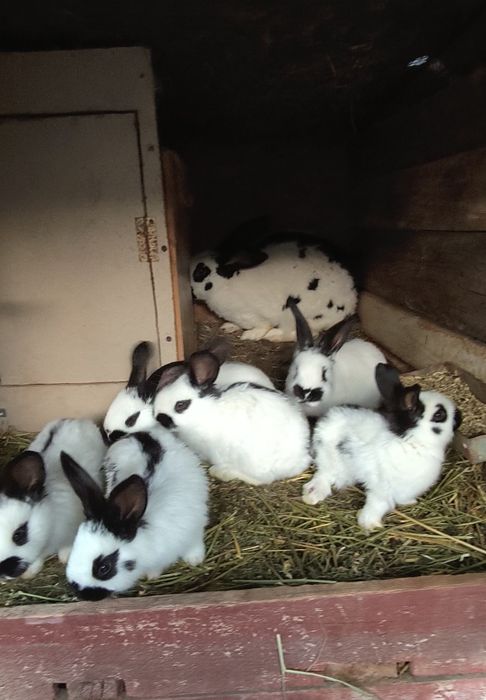 Femela fluture cu 5 pui