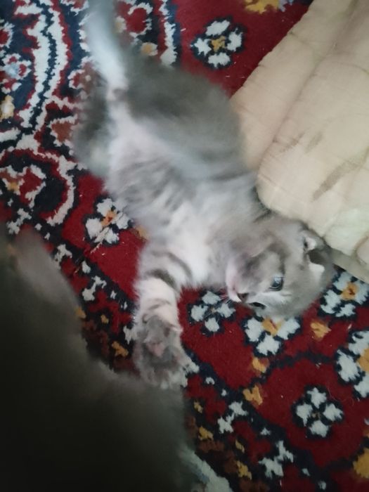Продам малых котят девочек