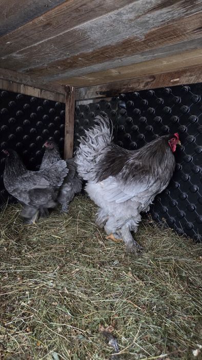 2 familii de brahma, albastru și gold