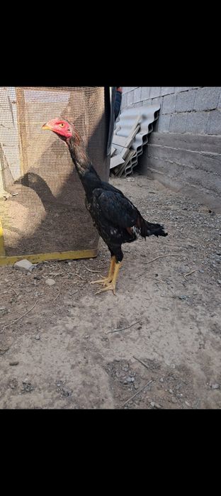 Дакан Кораз,тауык