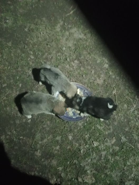 Продам щенков лайки