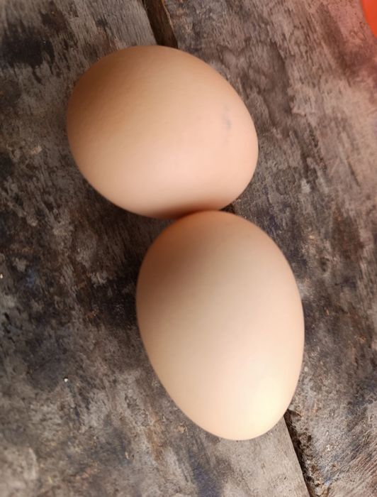 Uy qora tovuq tuxumlari